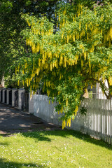 Laburnum, golden chain or rain tree bloom in the garden. Beautiful hanging yellow flowers in spring and early summer. Alpine gardening plants. White fence and green grass infront of house