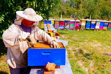Apiarist, beekeeper is working in apiary, row of beehives, bee farm