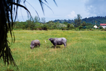 Big black bull at green grass plantation.