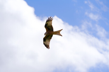 Red kite (Milvus milvus) up in the sky in backlight at blue cloudy summer day at village Forch, Canton Zürich. Photo taken June 10th, 2022, Forch, Switzerland.