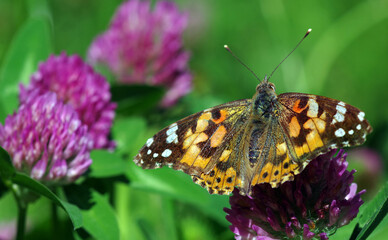 Fototapeta na wymiar colorful butterfly painted lady on clover flower in the meadow. close up. selective focus