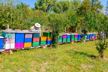 Fototapeta na wymiar Apiarist, beekeeper is checking bees on honeycomb wooden frame