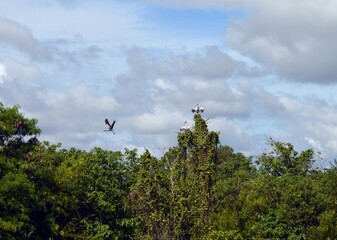 birds on the tree and  in the sky