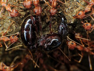 close-up of weaver ants colony caught the othe insects