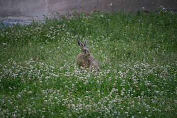 Hare sitting outdoors surrounded by plants