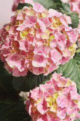 close up of pink hydrangea flowers
