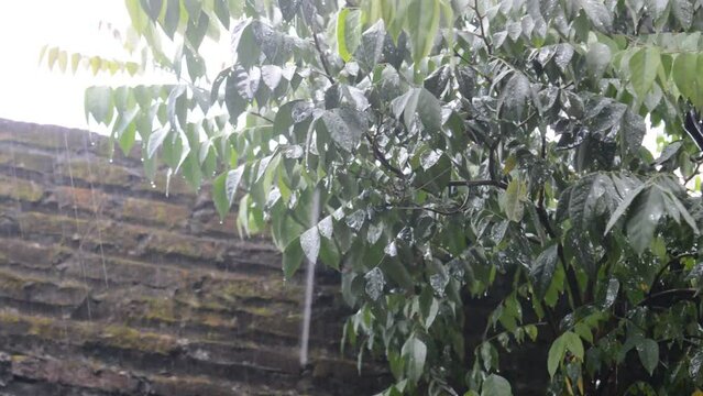 it's raining on the star fruit tree