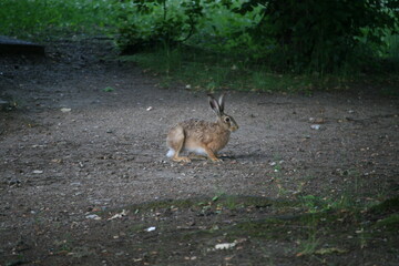 Hare sitting outdoors surrounded by plants