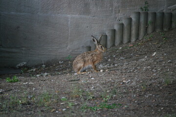 Hare sitting outdoors surrounded by plants