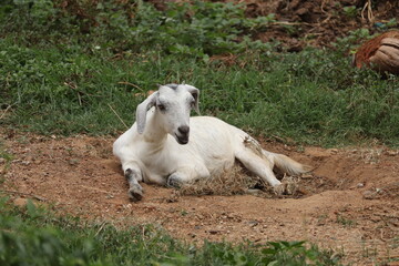 baby goat on a meadow