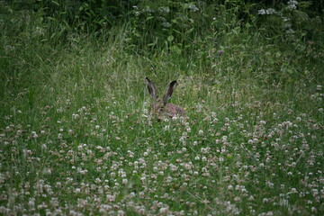 Hare sitting outdoors surrounded by plants