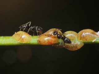 black ants colony farming the aphids