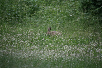 Hare sitting outdoors surrounded by plants
