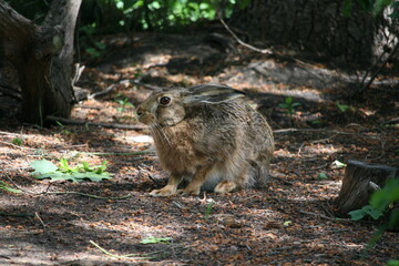 Hare sitting outdoors surrounded by plants