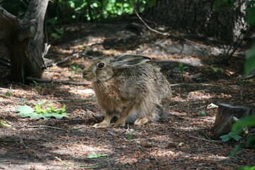 Hare sitting outdoors surrounded by plants