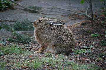 Hare sitting outdoors surrounded by plants
