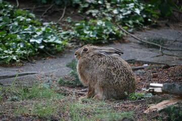 Hare sitting outdoors surrounded by plants