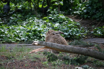 Hare sitting outdoors surrounded by plants