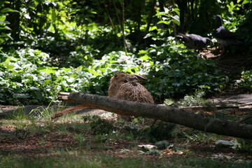 Hare sitting outdoors surrounded by plants
