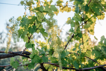 Young blooming cluster of grapes on the grape vine on vineyard close-up
