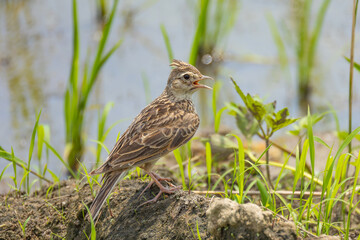 盛り上げられた土の上に立つヒバリ