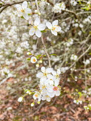 Blackthorn