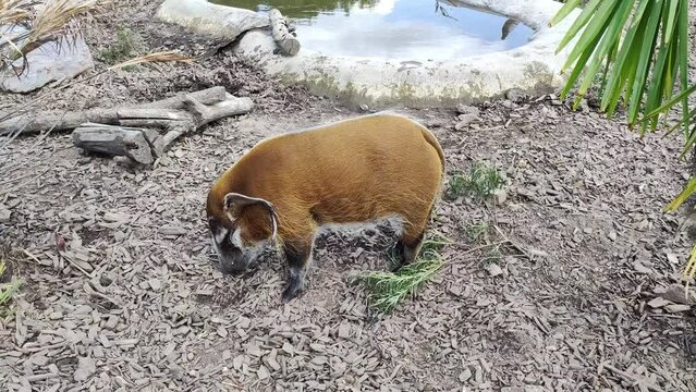 un potamoch&egrave;re dans un parc animalier