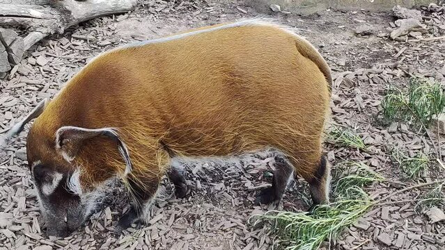 un potamoch&egrave;re dans un parc animalier