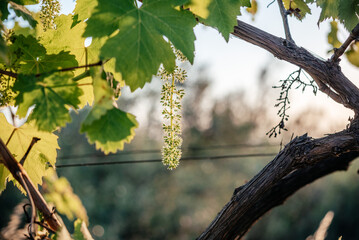 Young blooming cluster of grapes on the grape vine on vineyard close-up