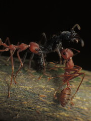 close-up of insects on the leaf