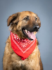 Portrait of brown shepherd dog with red bandana on the neck