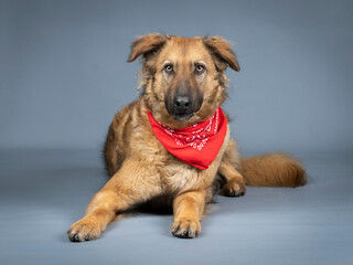 Shepherd dog with red bandana around his neck lying on front