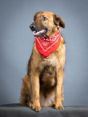 Shepherd dog with red bandana on his neck