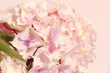 close up of pink hydrangea flowers