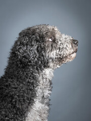 Black Spanish Water Dog Portrait