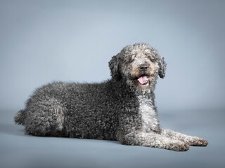 Black spanish water dog lying down