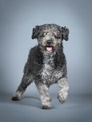 Happy Spanish Water Dog in a photography studio