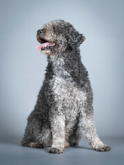 Black Spanish Water Dog Sitting