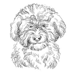 Barbet hand drawing dog vector isolated illustration