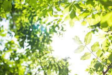 Upward glance to sun rays shines through forest trees. Scattered sunlight that filters through green elm leaves. Sunny summer nature background with sunshine radiant bokeh. Japanese Komorebi concept