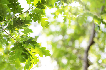 Upward glance to sun rays shines through forest trees. Scattered sunlight that filters through green oak leaves. Sunny summer nature background with sunshine radiant bokeh. Japanese Komorebi concept