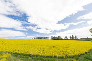北海道安平町の菜花