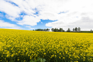 Fototapeta premium 北海道安平町の菜花