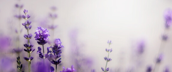 Gałąź lawendowych aromatycznych letnich kwiatów. Lavender. Kwiaty lawendy. Lawendowy prowansalski klimat lata.
