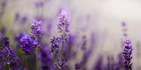 Gałąź lawendowych aromatycznych letnich kwiatów. Lavender. Kwiaty lawendy. Lawendowy prowansalski klimat lata.
 - obrazy, fototapety, plakaty