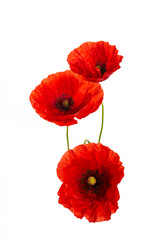 Fototapeta premium Red poppies flower isolated on a white background.