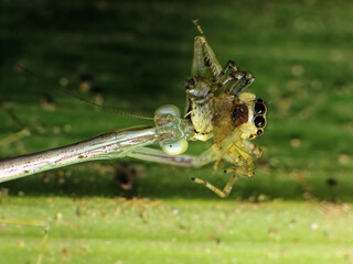 close-up of praying mantis caught the spider