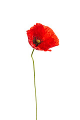 Fototapeta premium Bright red poppy flower isolated on white background.