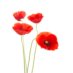 Obraz premium Red poppies flower isolated on a white background.