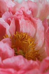 Macro shot of beautiful pink peony blossoms. Festive background with petal patterns of fully open...